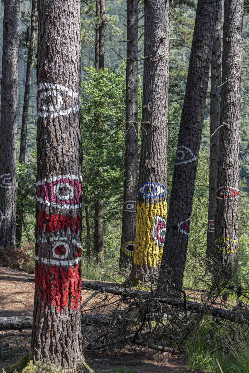 Vizcaya - Kortezubi 16 - bosque de Oma.jpg
